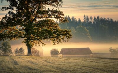 First 7 things you must do on a new homestead