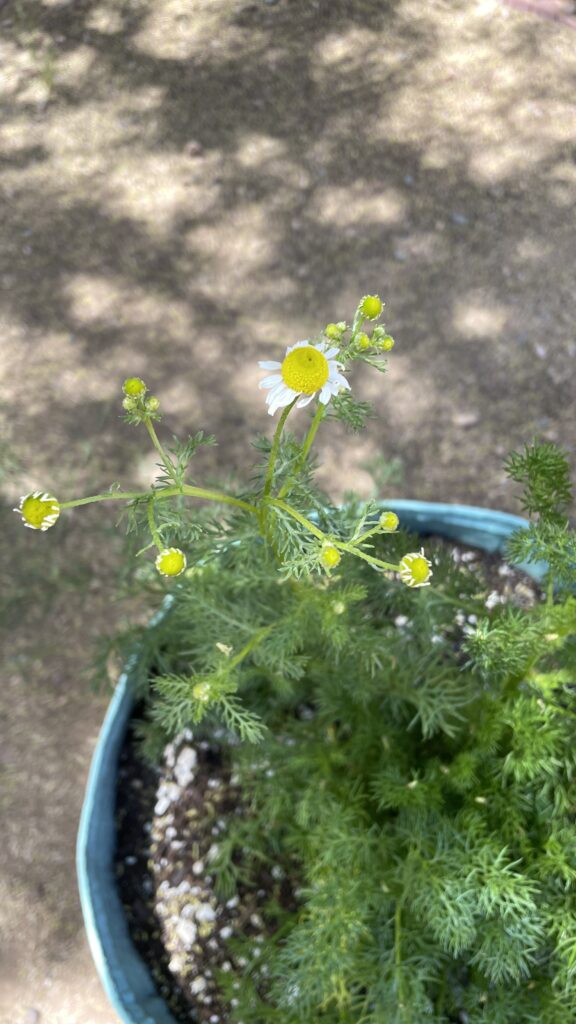 chamomile chamomile