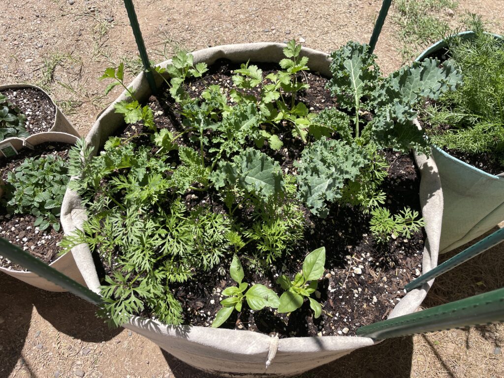 kale and carrots Garden grow bag with kale, cilantro, carrots and basil