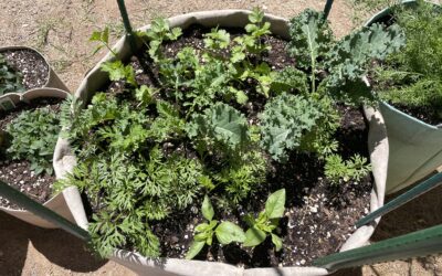 Quick garden update