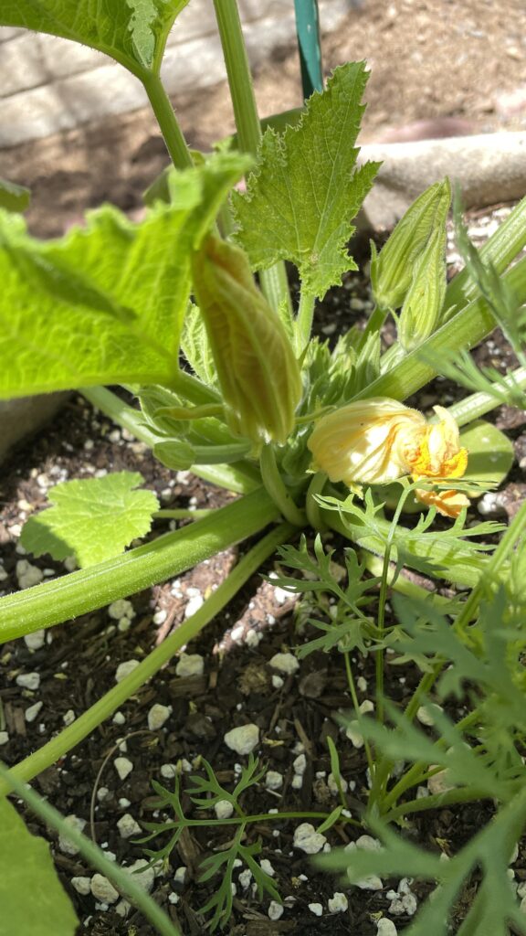 zucchini flowers 2 zucchini flowers 2