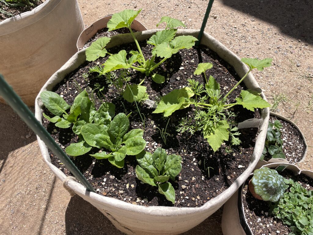zucchini and spinach zucchini and spinach plants